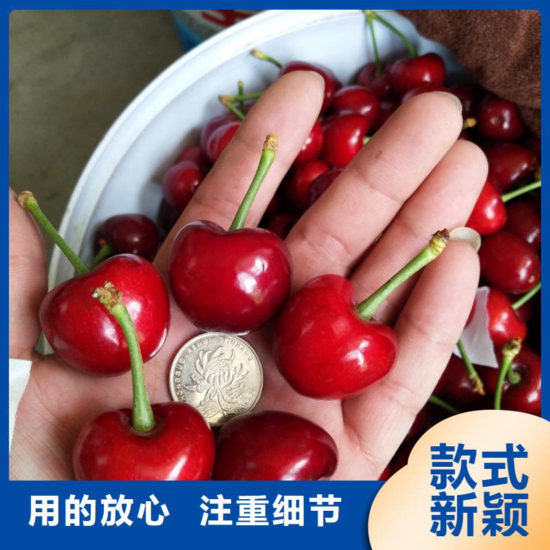 樱桃,【樱桃苗】产品性能