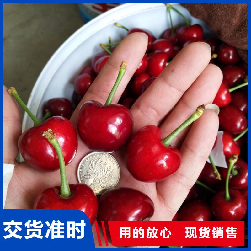 樱桃桃树苗产地厂家直销