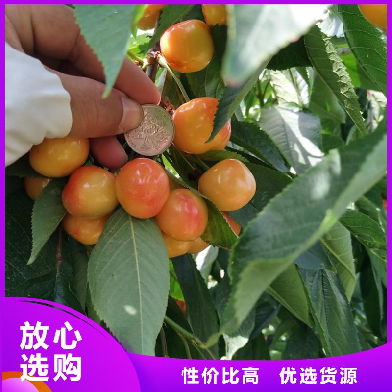 樱桃石榴树用心做产品