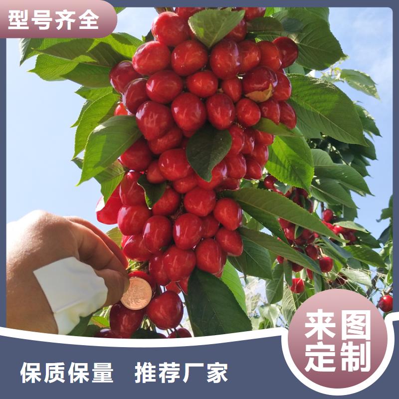 樱桃石榴苗质检合格发货