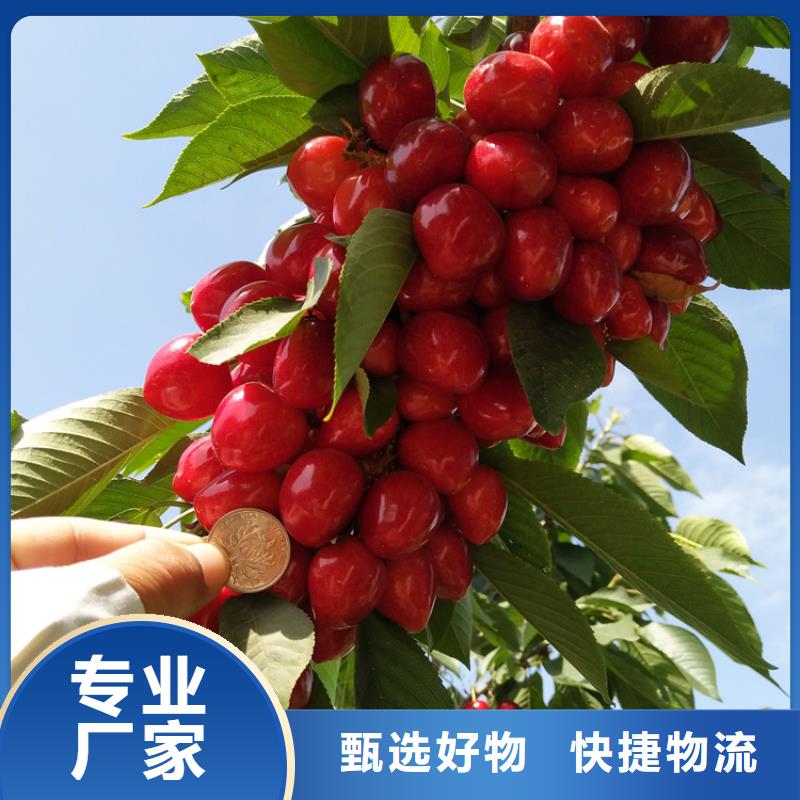 樱桃西瓜苗专注细节更放心