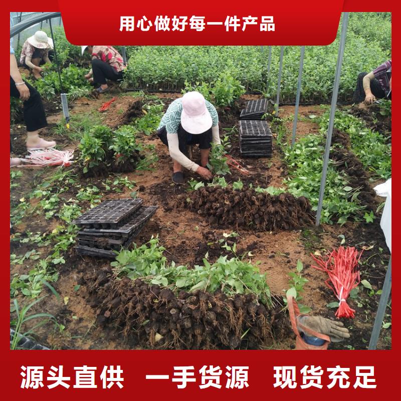樱桃西瓜苗专注细节更放心