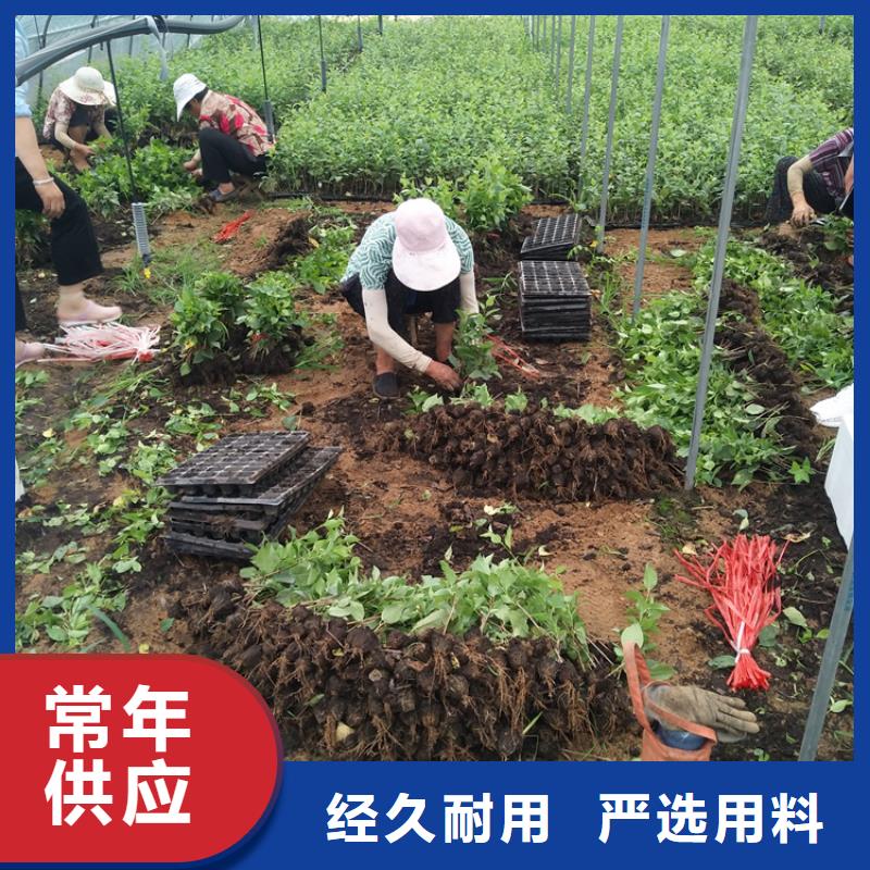 樱桃蓝莓苗质检合格发货