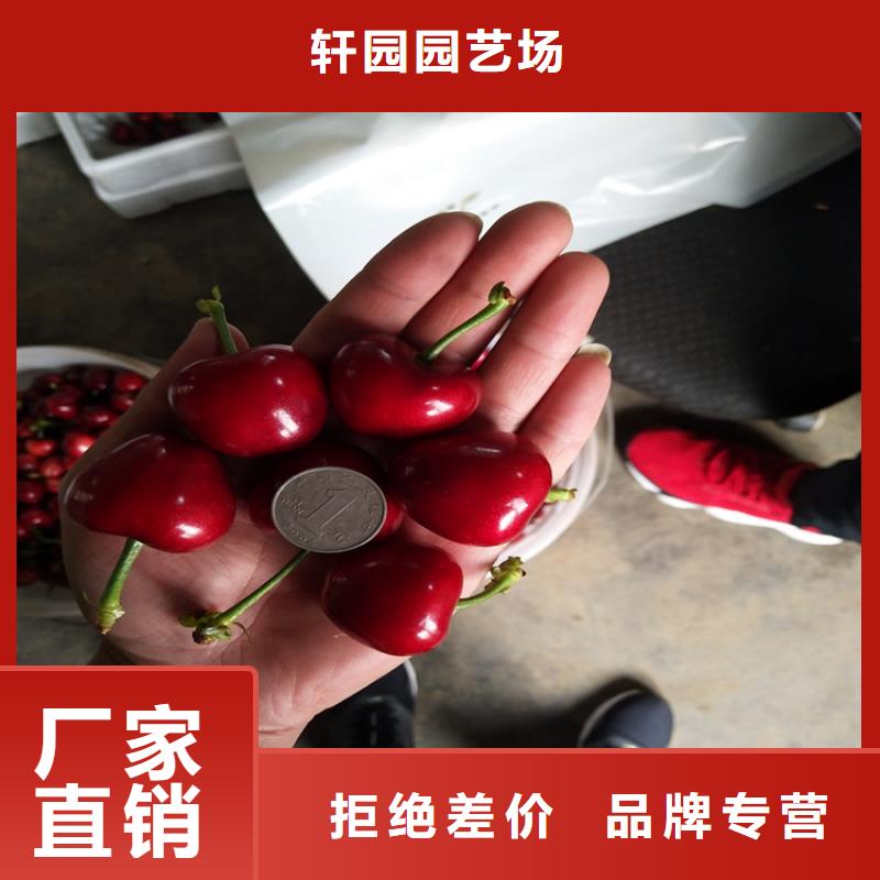 樱桃蓝莓苗质检合格发货