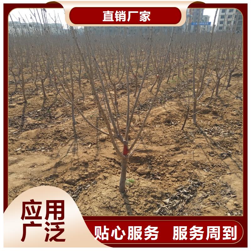 樱桃樱桃苗品牌大厂家