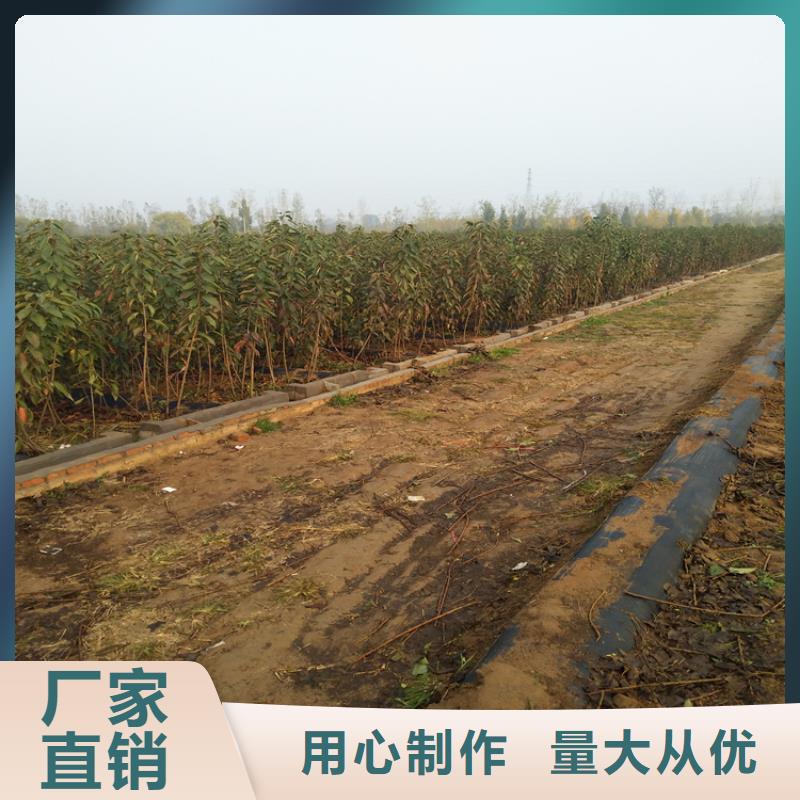【樱桃桃树苗现货快速采购】