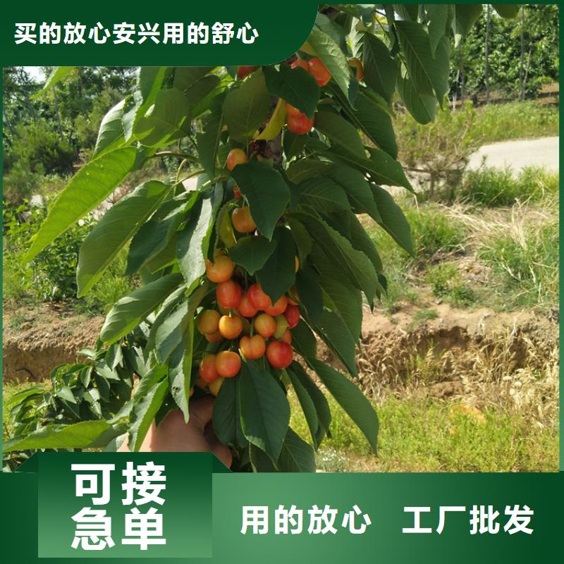 【樱桃樱桃苗对质量负责】