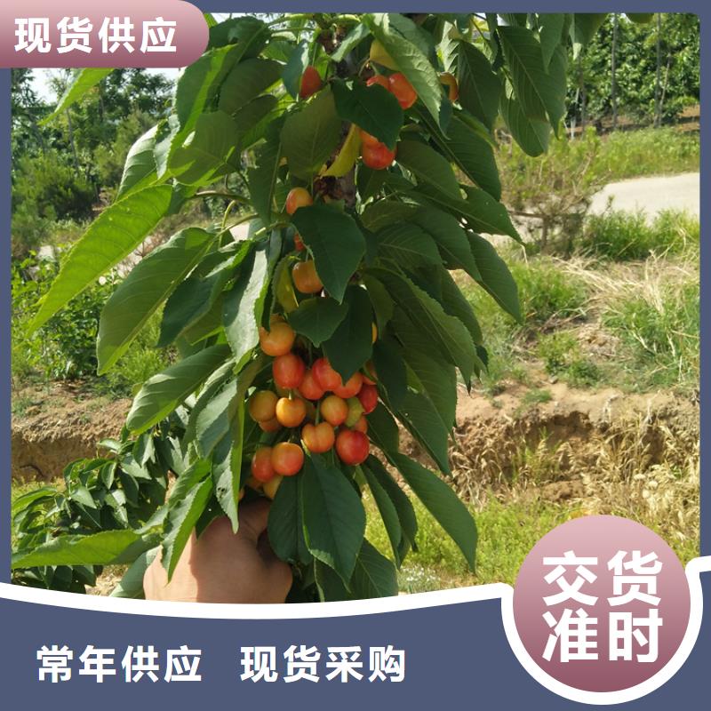 樱桃樱桃苗应用范围广泛