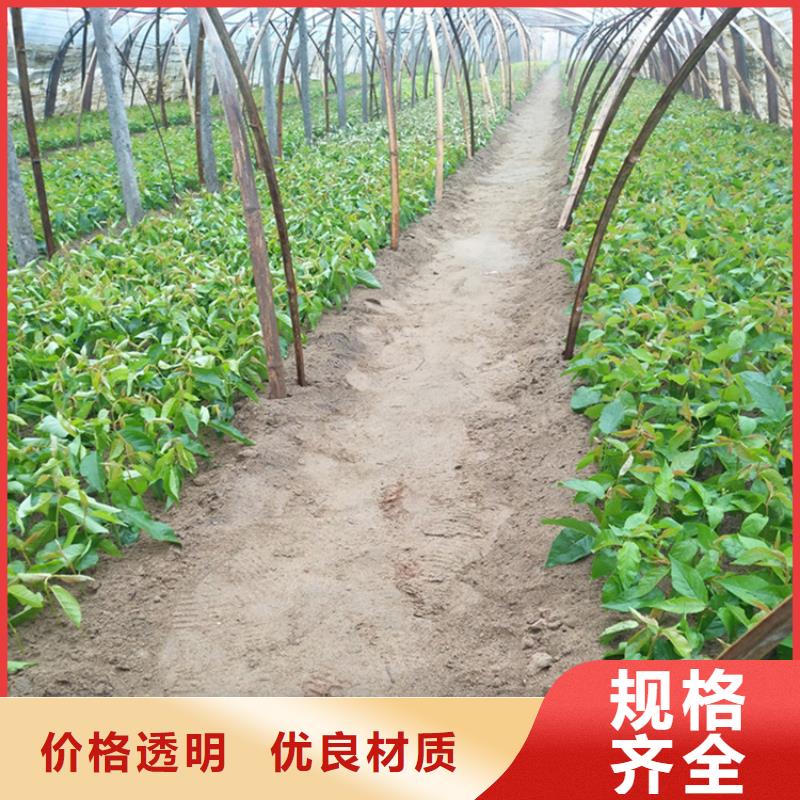 樱桃【无花果苗】价格有优势