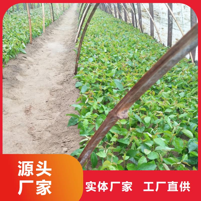 樱桃樱桃苗应用范围广泛