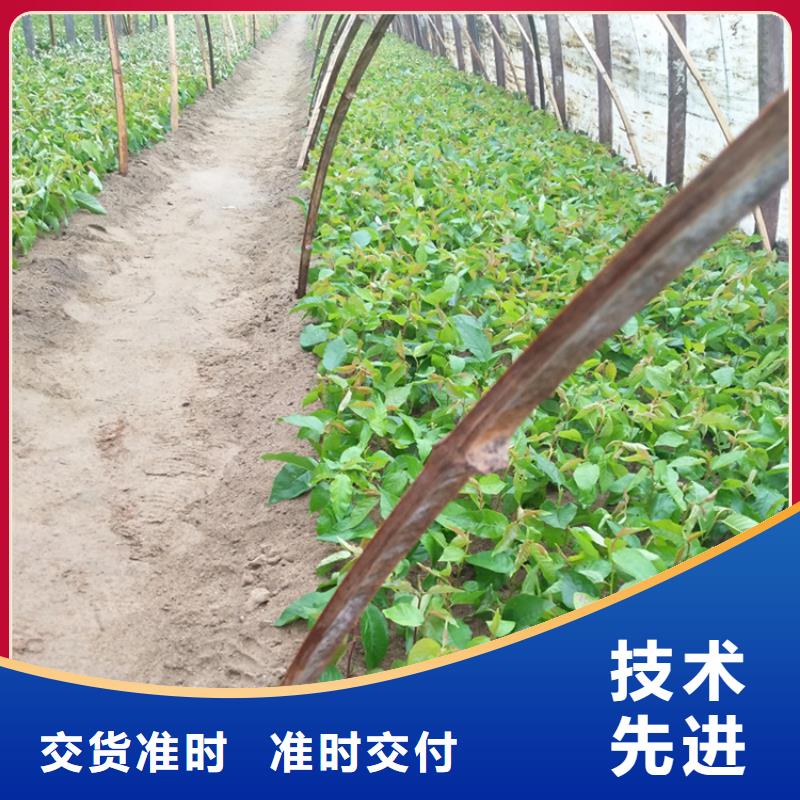 樱桃樱桃苗省心又省钱