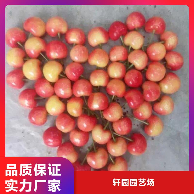 樱桃-蓝莓苗产地采购