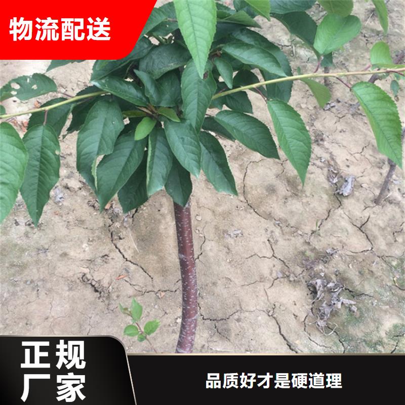 樱桃_板栗苗真正的源头厂家