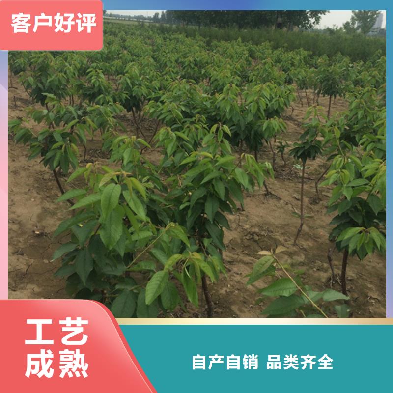 樱桃【苹果苗】现货充足