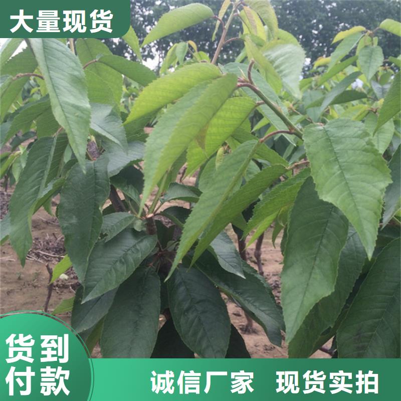 樱桃_樱桃苗工艺层层把关