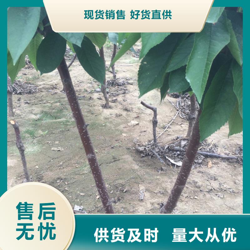 樱桃_樱桃苗工艺层层把关