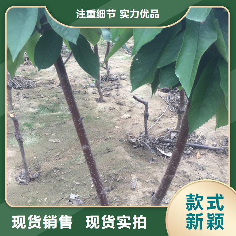 【樱桃】,桃树苗今日新品