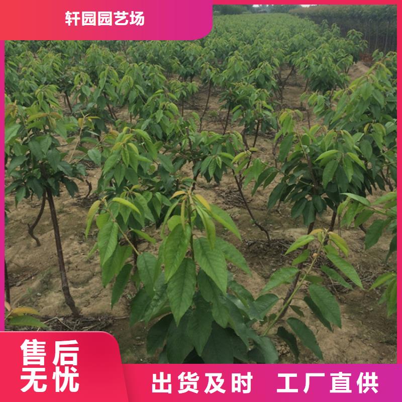 樱桃-【石榴树苗】好品质选我们
