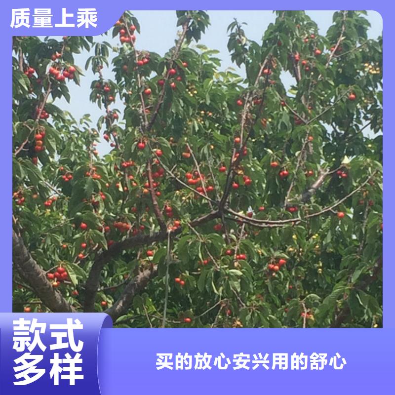【樱桃樱桃苗质检严格放心品质】