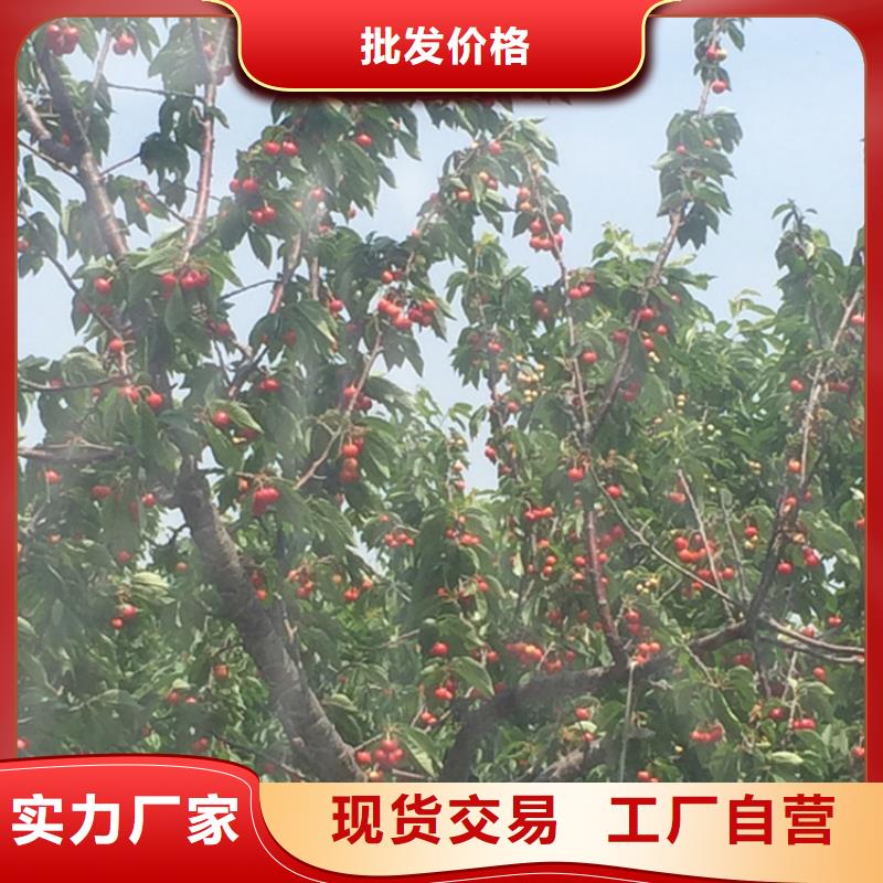 樱桃【苹果苗】现货充足