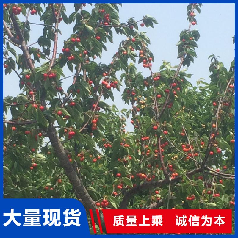 樱桃桃树苗产地厂家直销
