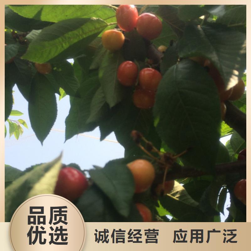 樱桃西瓜苗专注细节更放心