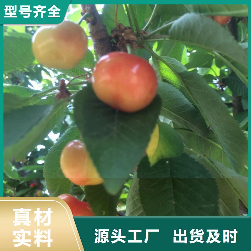 樱桃苹果苗匠心工艺