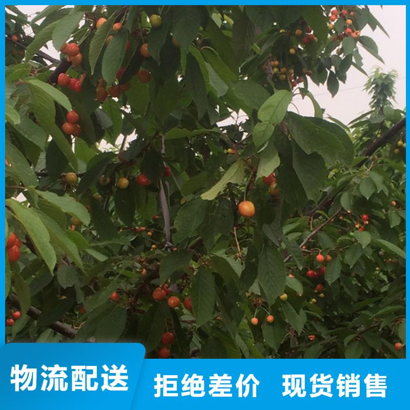 樱桃-奶油草莓严选材质