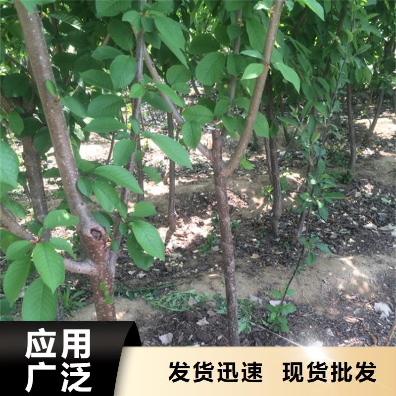 樱桃-蓝莓苗产地采购