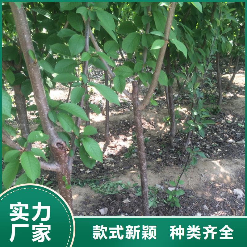 樱桃-樱桃苗厂家经验丰富