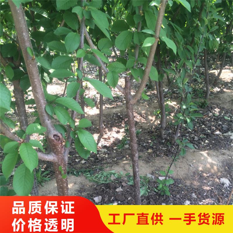 樱桃樱桃苗品牌大厂家