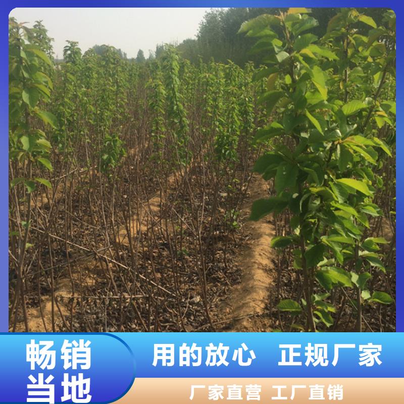 【樱桃】,桃树苗一个起售