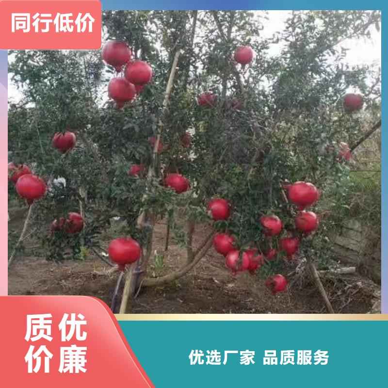 【石榴】,樱桃苗保障