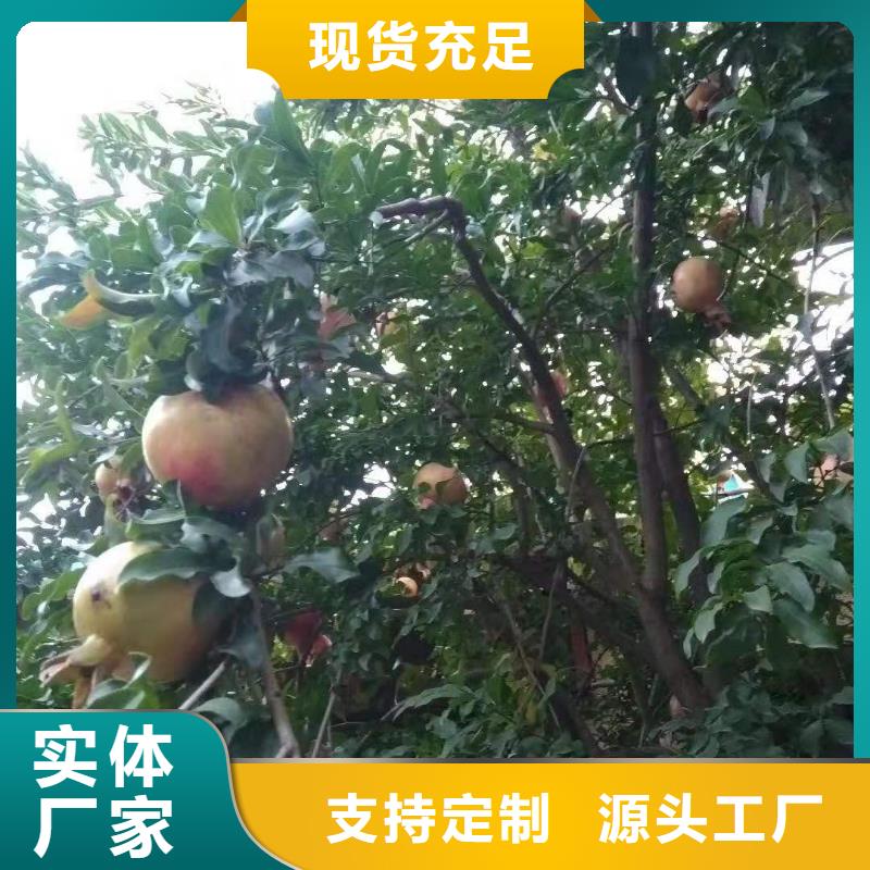 石榴桃树苗交货准时