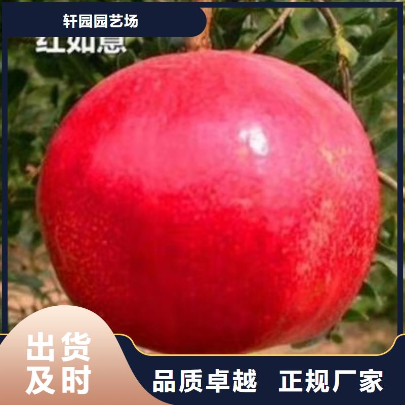 石榴桃树苗交货准时