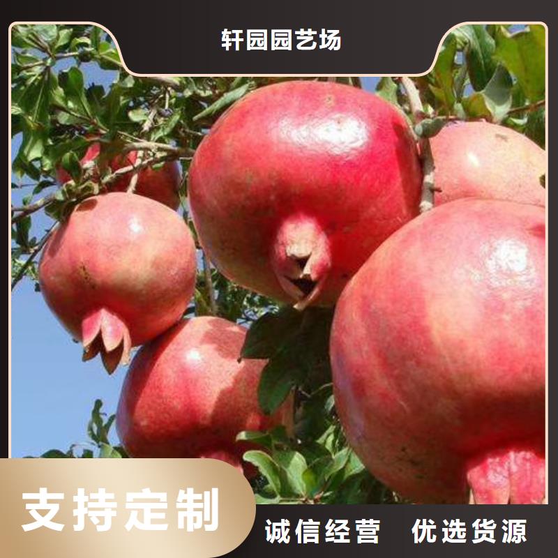 【石榴】,杏树苗打造好品质