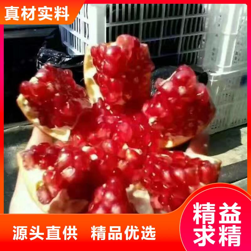 石榴樱桃苗服务始终如一