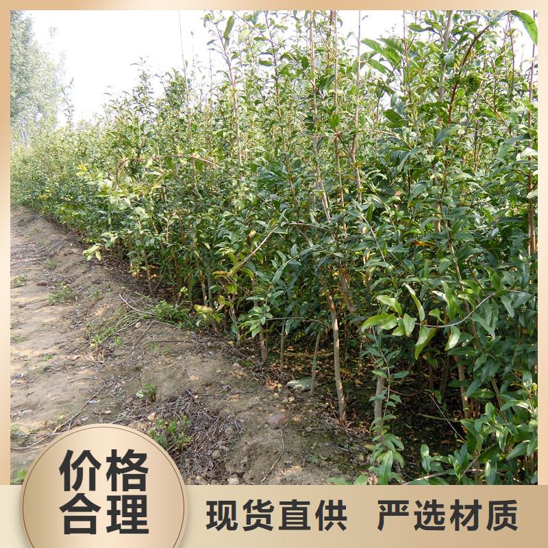 石榴樱桃苗源厂定制
