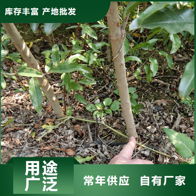 【石榴】樱桃苗现货充足量大优惠