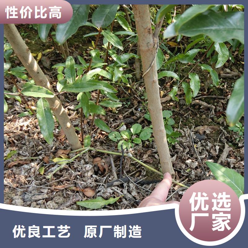 石榴-3公分石榴苗厂家规格全