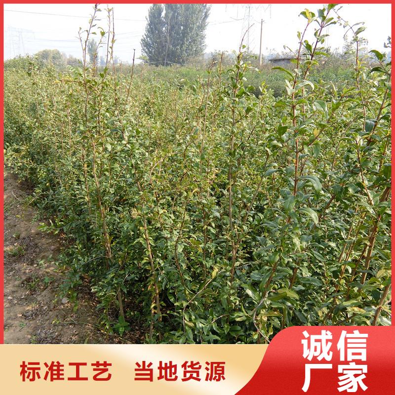 石榴梨树苗热销产品