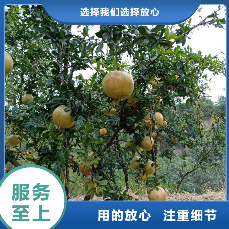 石榴板栗苗可放心采购