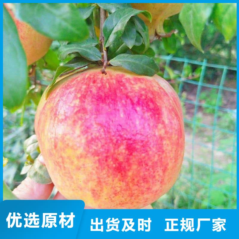 石榴樱桃苗源厂定制