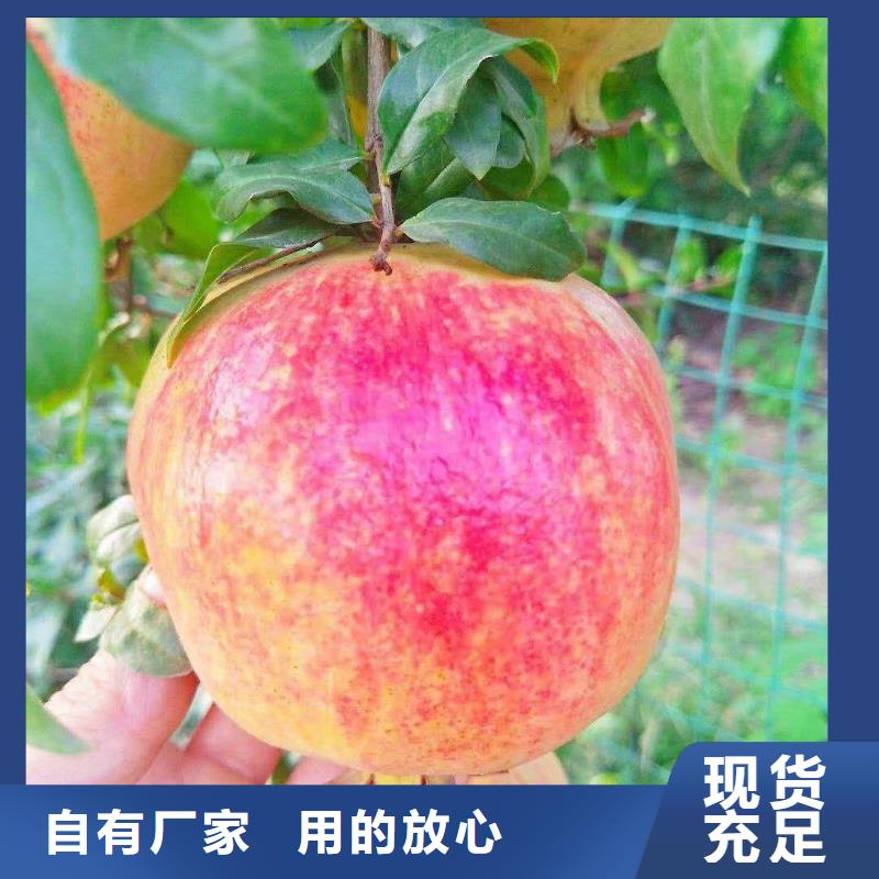 【石榴,梨树苗厂家直销省心省钱】