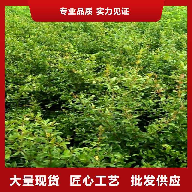 石榴梨树苗一站式厂家