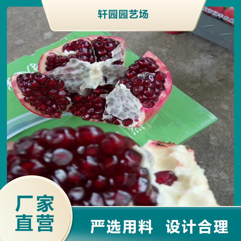 石榴樱桃苗服务始终如一