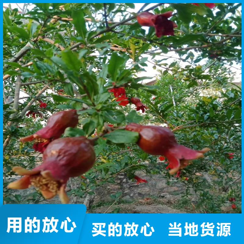 石榴北美冬青符合行业标准