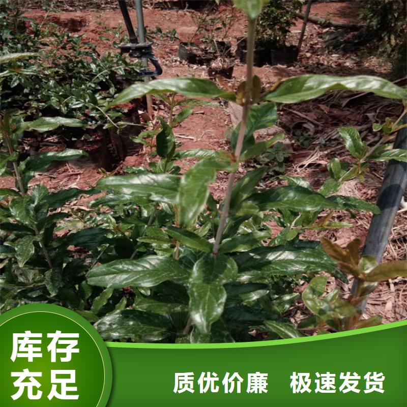 石榴桃树苗供您所需