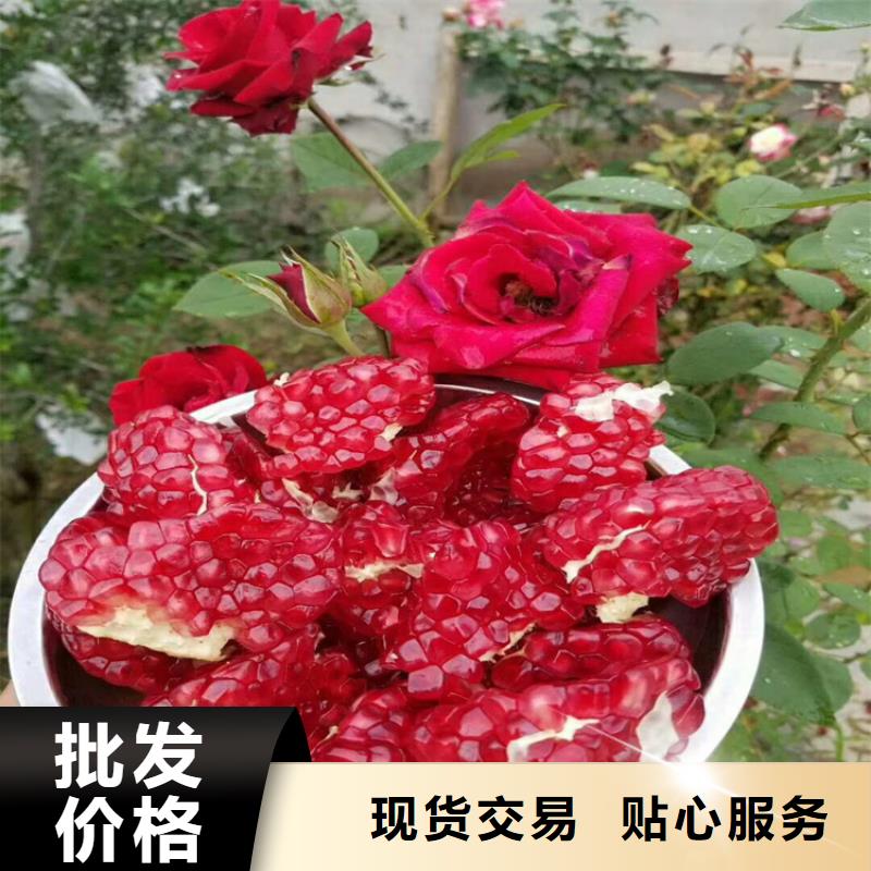 石榴,【桃树苗】用的放心