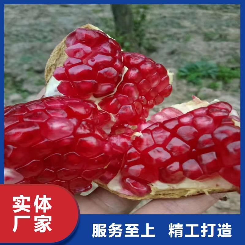 石榴,梨树苗快速物流发货